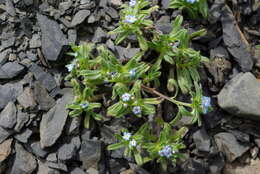 Image de Myosotis involucrata Stev.