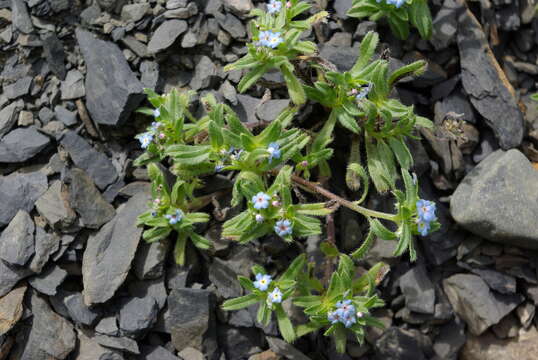 Image of Myosotis involucrata Stev.