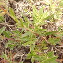 Image of littleleaf bush penstemon