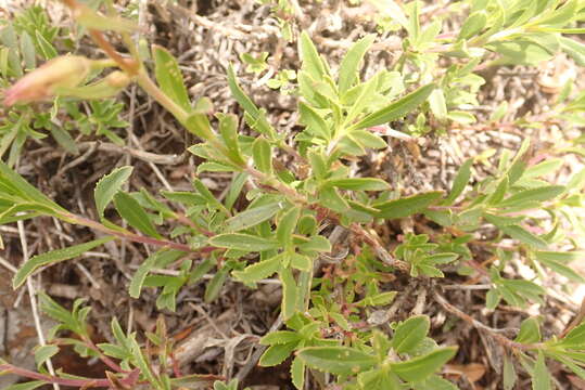 Penstemon fruticosus var. scouleri (Lindl.) Cronq.的圖片