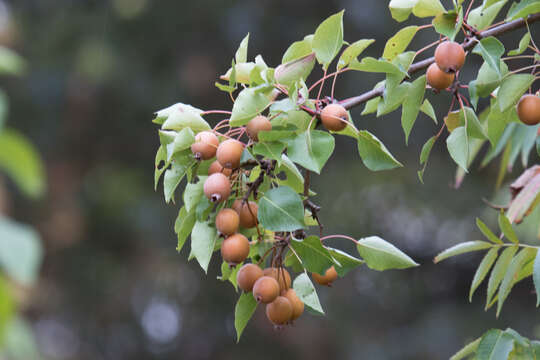 Image of Crab Apple