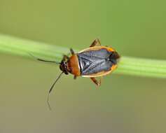 Слика од Capsus cinctus (Kolenati 1845)