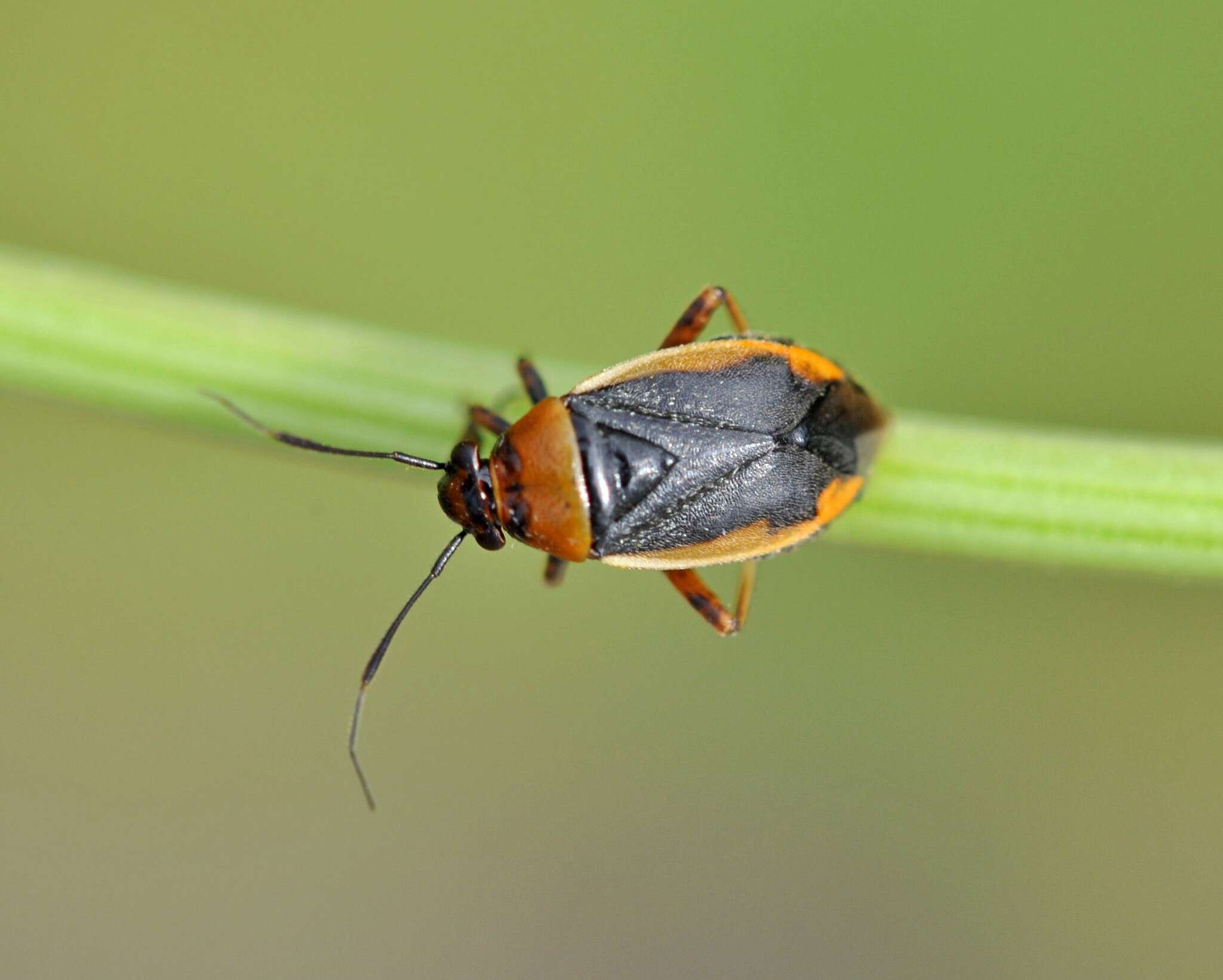 Слика од Capsus cinctus (Kolenati 1845)