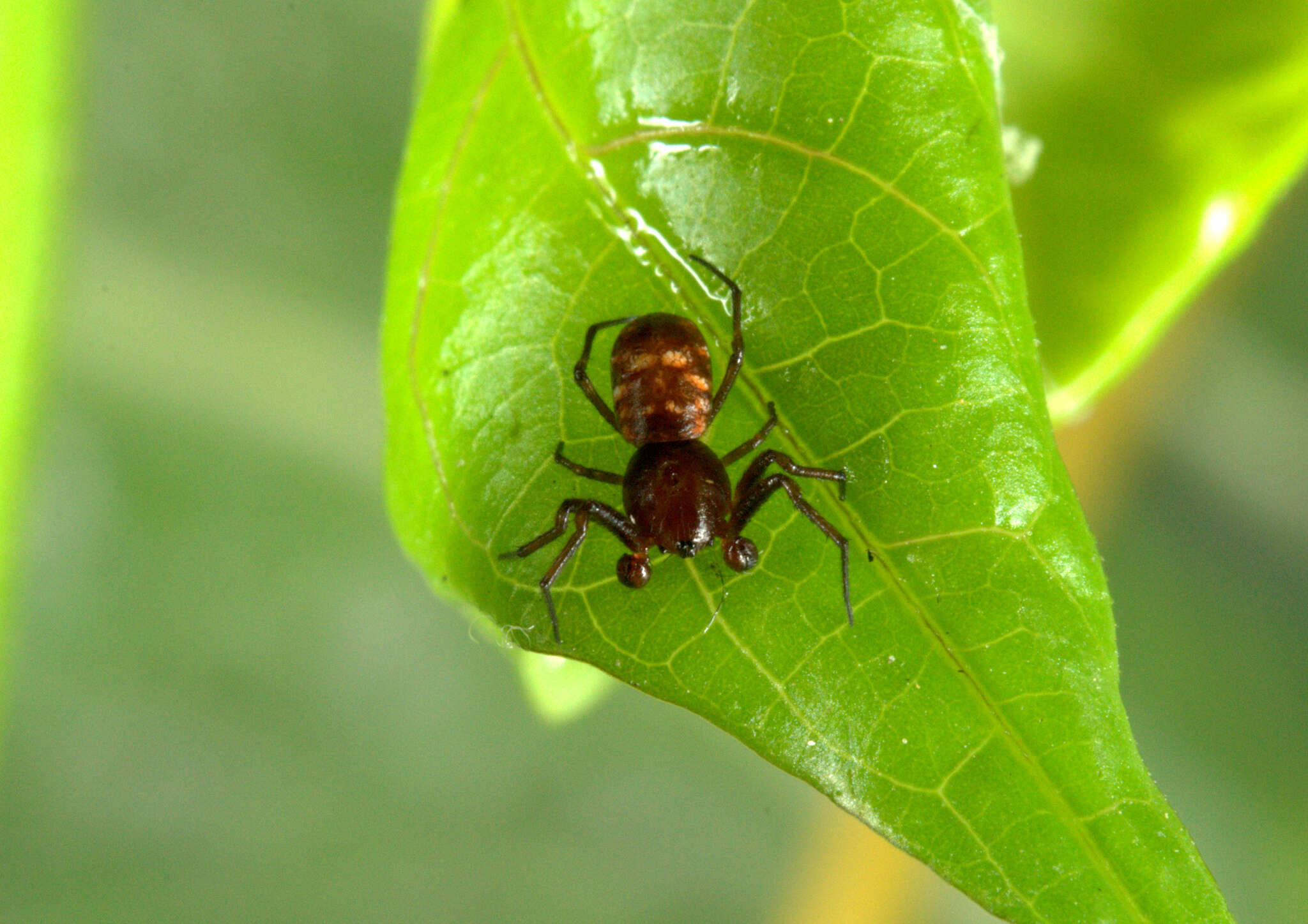 Image of Micrathena patruelis (C. L. Koch 1839)