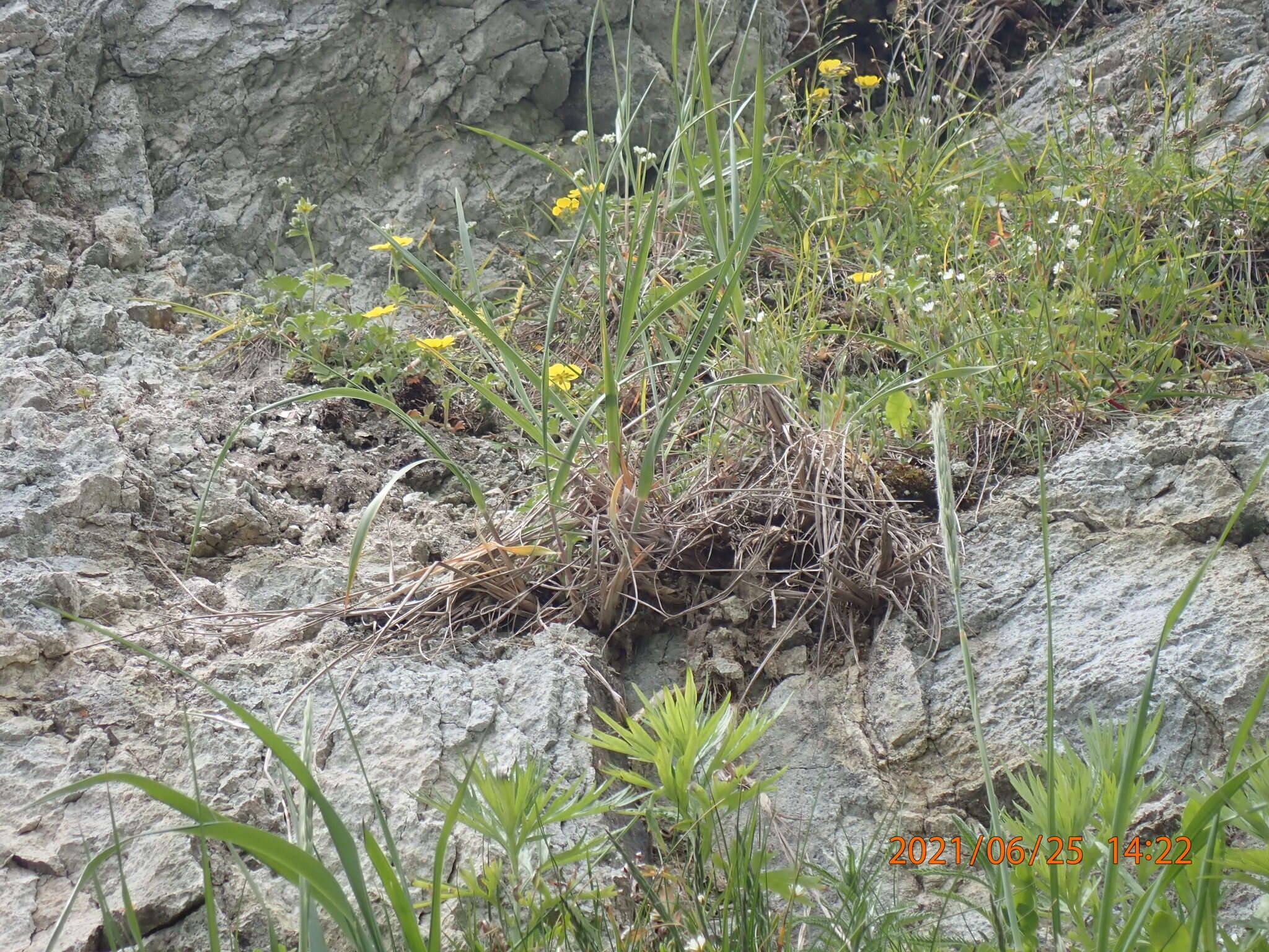 Image of strawberry cinquefoil