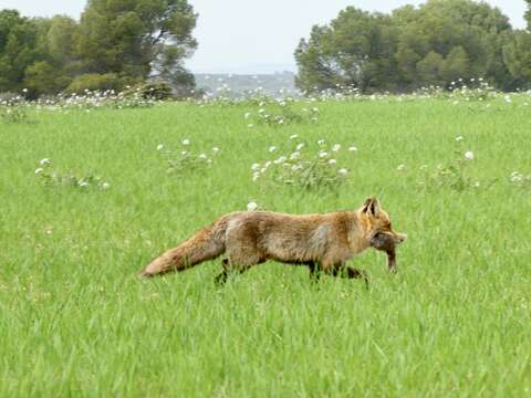 Image of Vulpes vulpes silacea Miller 1907