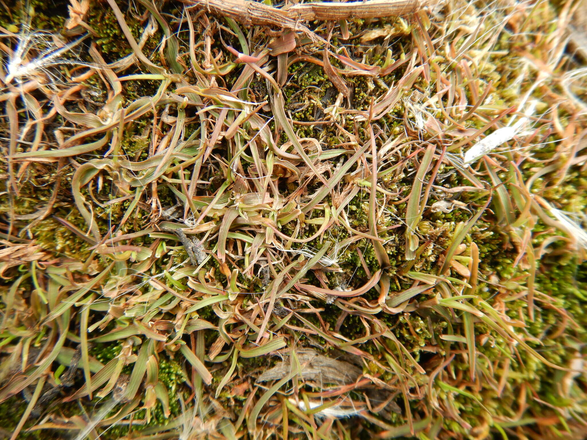 Image of Creeping Alkali Grass