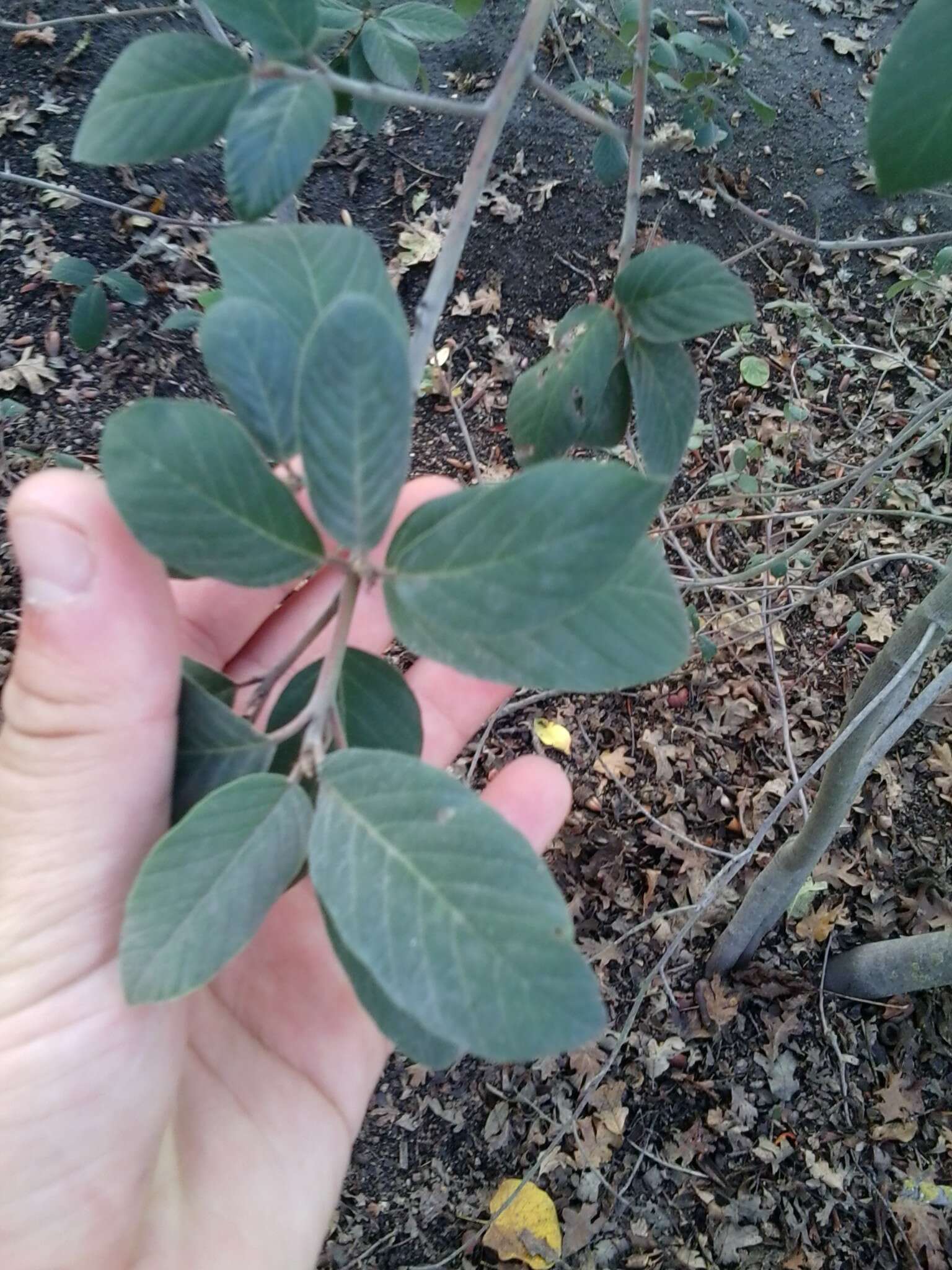 Image de Frangula californica subsp. tomentella (Benth.) J. T. Kartesz & K. N. Gandhi