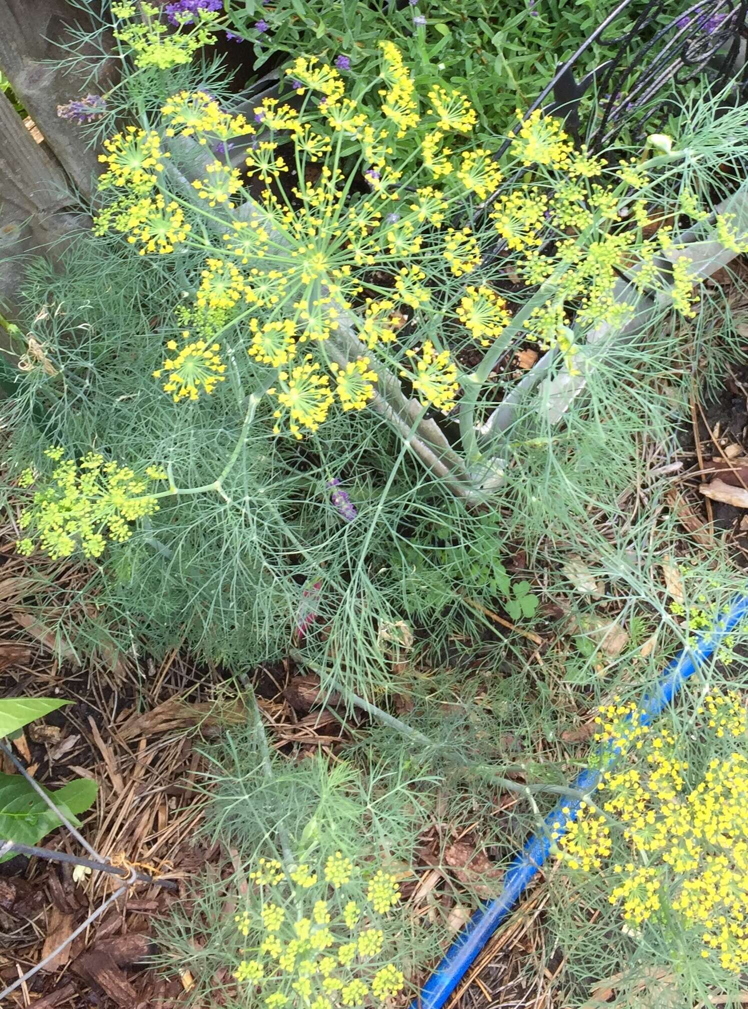 Image of dill