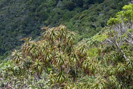 Dracophyllum fitzgeraldii F. Muell.的圖片