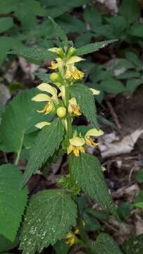 Image of Lamium galeobdolon subsp. montanum (Pers.) Hayek