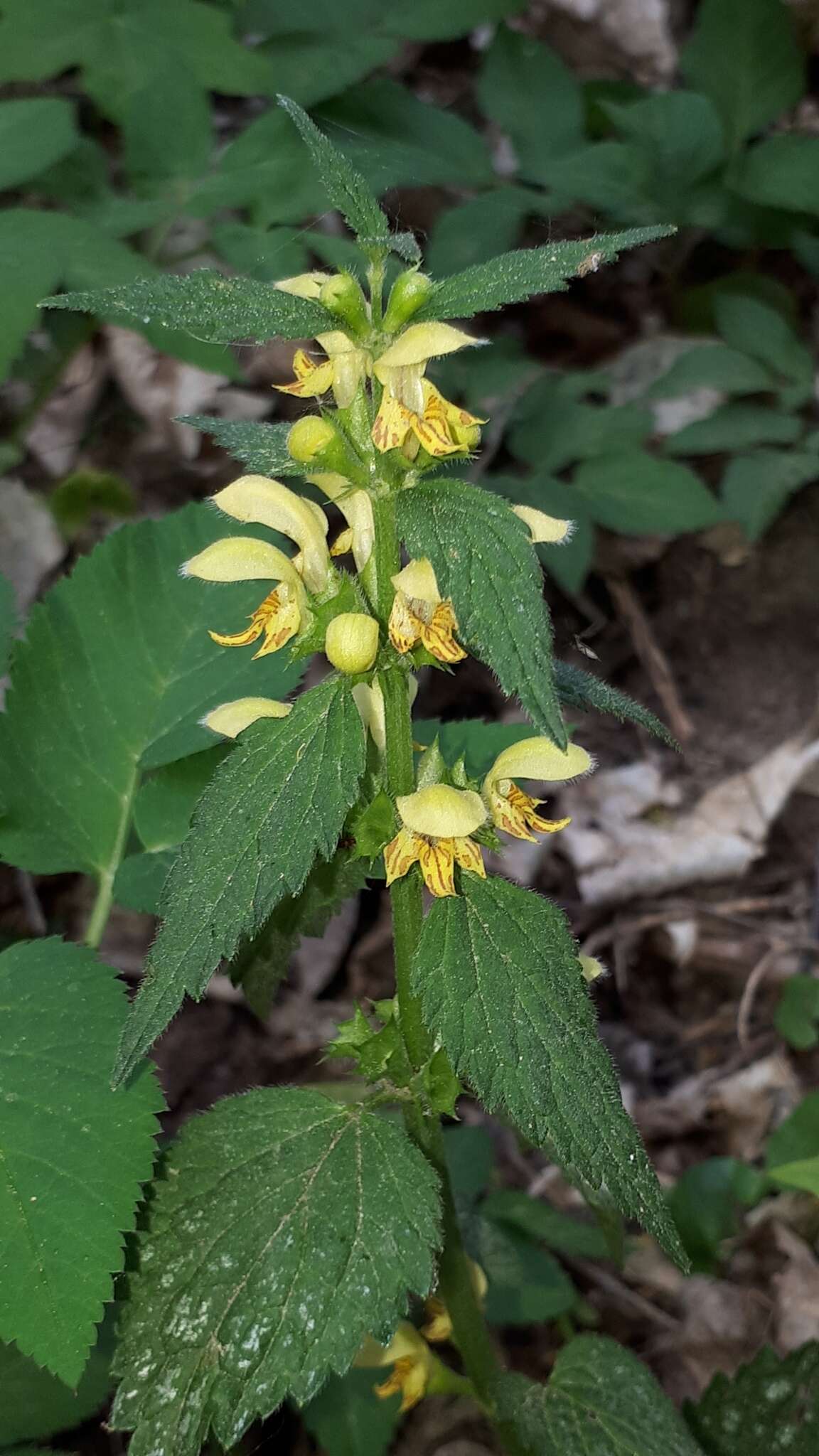 Imagem de Lamium galeobdolon subsp. montanum (Pers.) Hayek