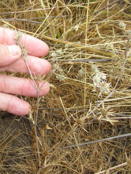 Image de Eryngium petiolatum Hook.