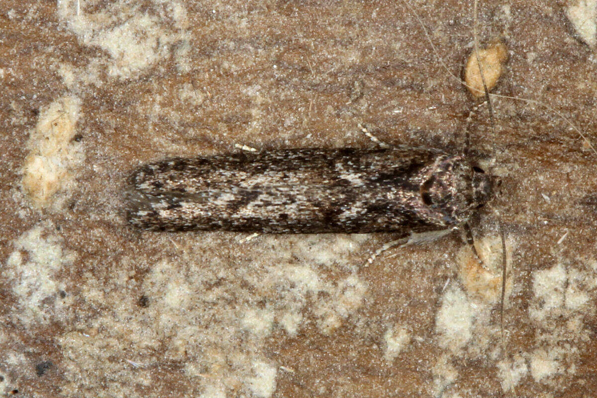 Image of Blastobasis maroccanella Amsel 1952