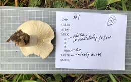 Image of Lactarius chrysorrheus Fr. 1838