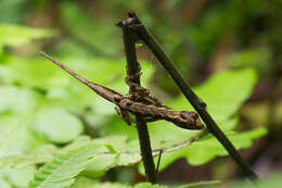 Sivun Anolis humilis Peters 1863 kuva