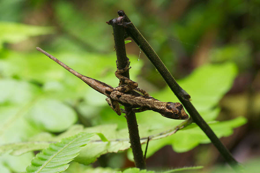 Image of Humble Anole