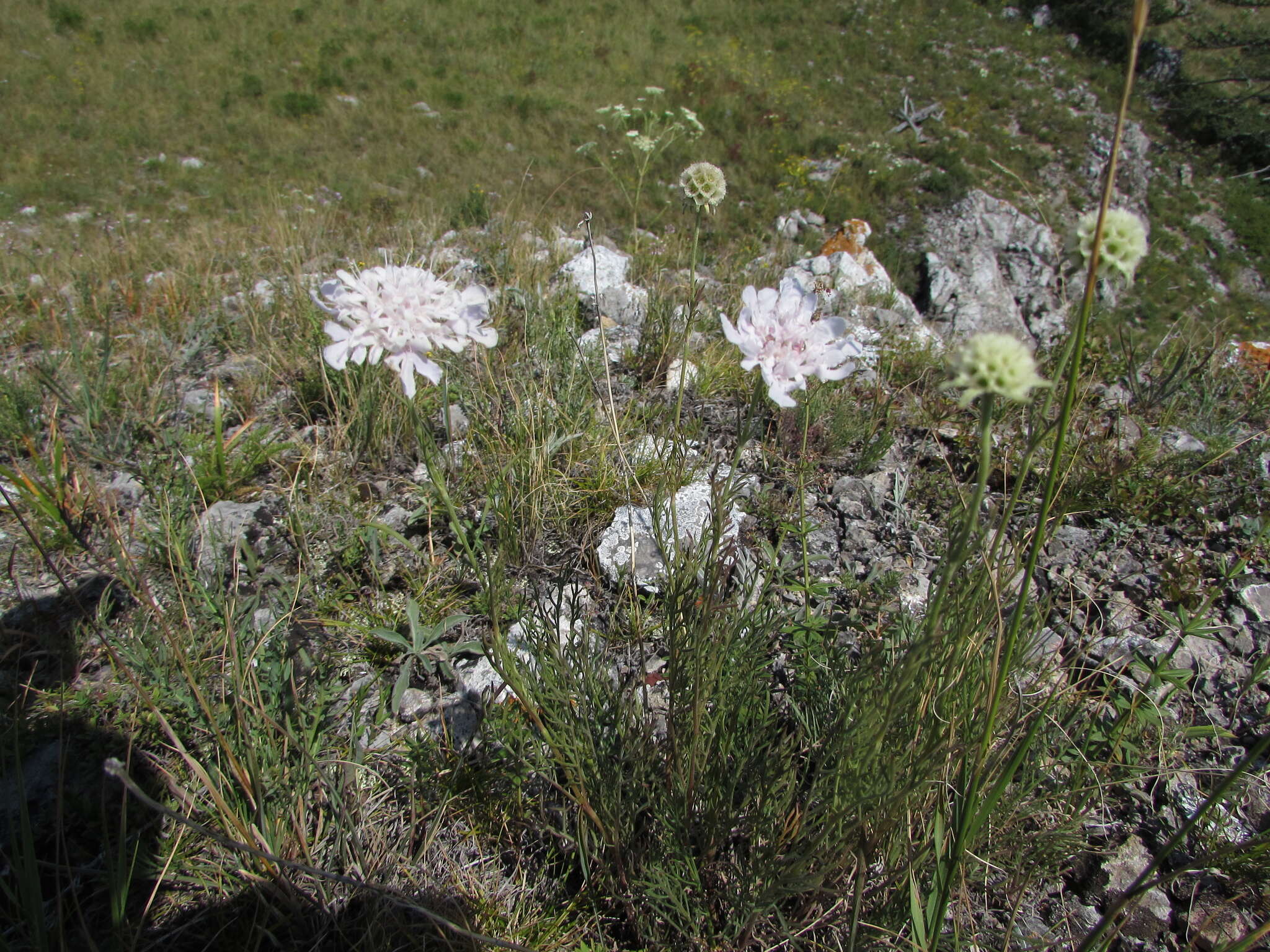Image of Lomelosia austroaltaica (Bobrov) J. Soják