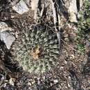 Image of Thelocactus rinconensis subsp. rinconensis