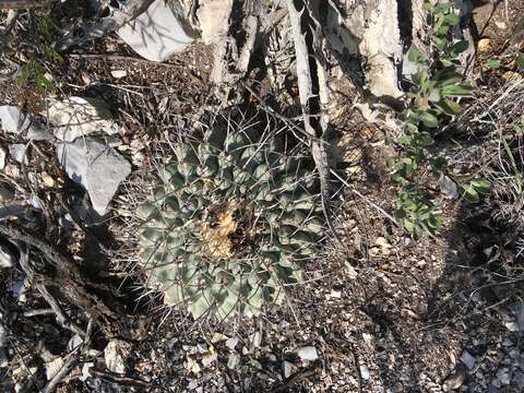 Image of Thelocactus rinconensis subsp. rinconensis