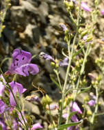 Слика од Penstemon sepalulus A. Nels.