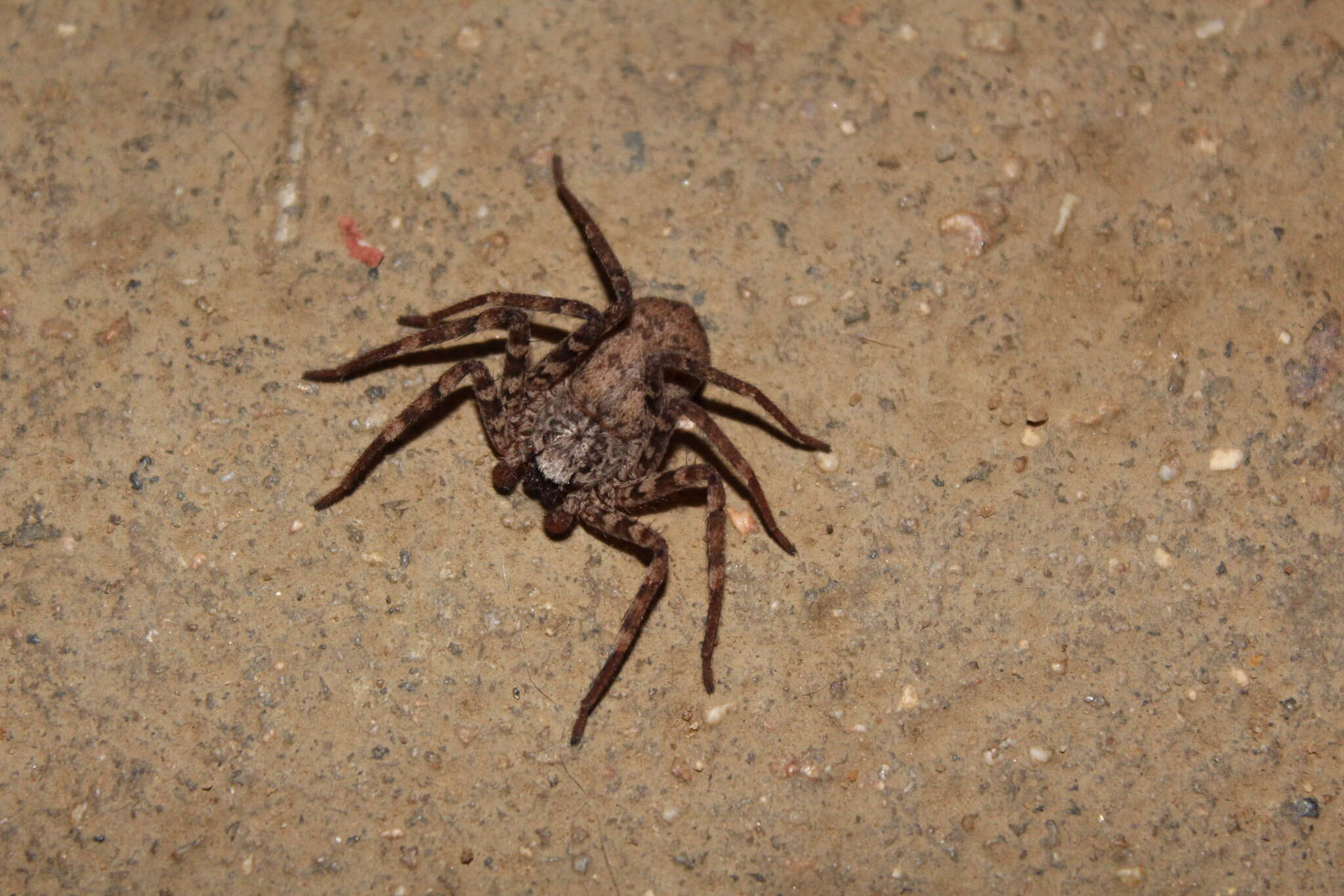 Image of Selenops nigromaculatus Keyserling 1880