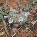 Lepidagathis cristata Willd. resmi