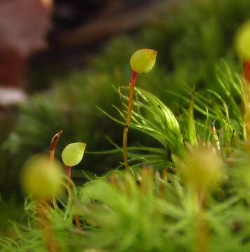 Image of Apple moss