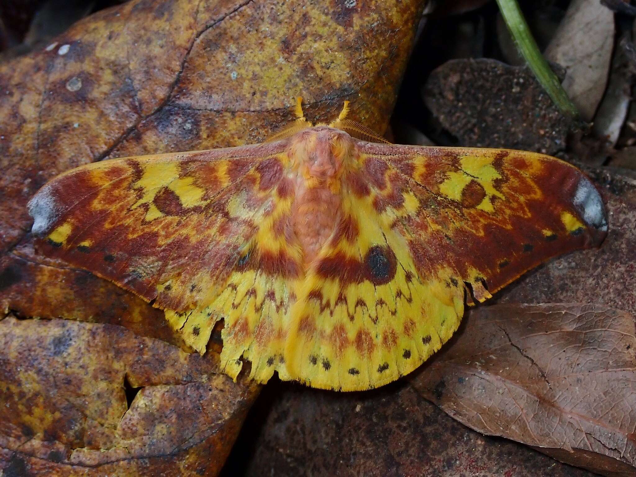 Image of Lemaireia loepoides (Butler 1880)