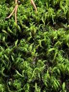 Image of racomitrium moss