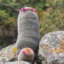 Image de Mammillaria spinosissima subsp. spinosissima