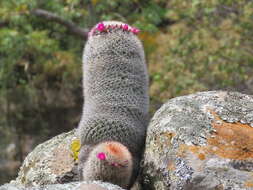 Image de Mammillaria spinosissima subsp. spinosissima