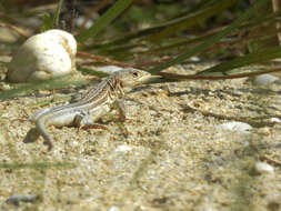 Image of Spiny-footed Lizard