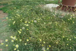 Image of Tragopogon soltisiorum Mavrodiev