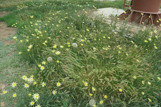 صورة Tragopogon soltisiorum Mavrodiev