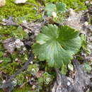 Image of Ranunculus nivicolus Hook.