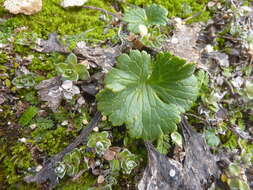 Image of Ranunculus nivicolus Hook.