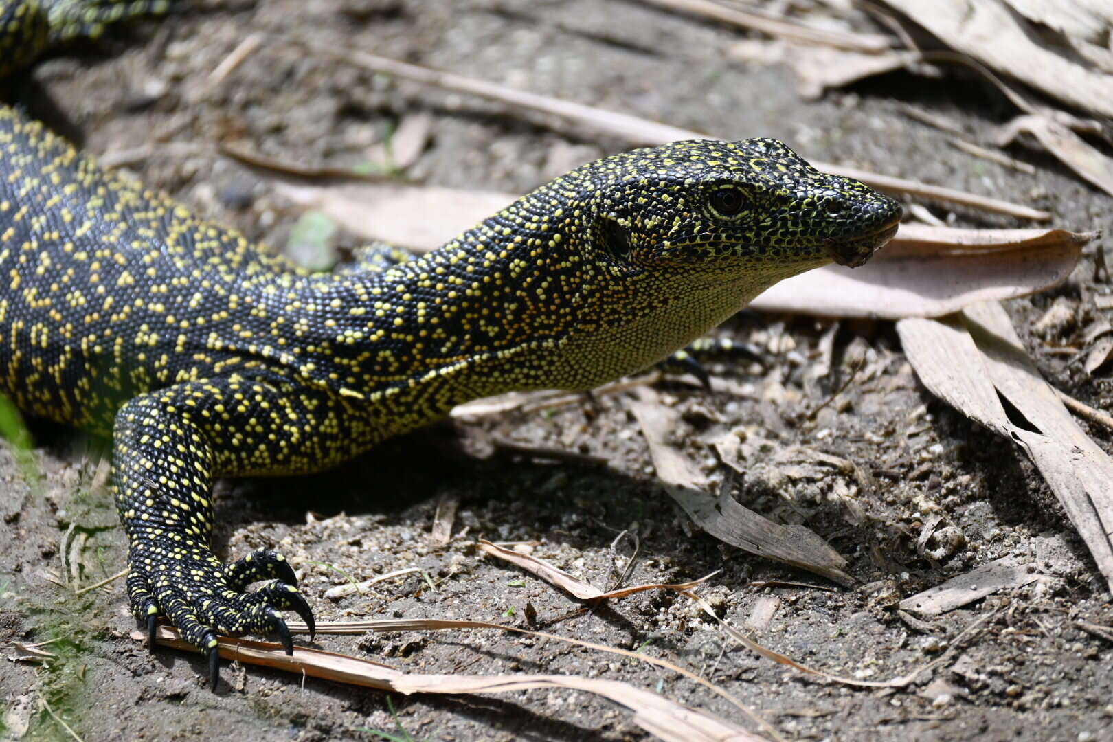 Sivun Varanus indicus (Daudin 1802) kuva