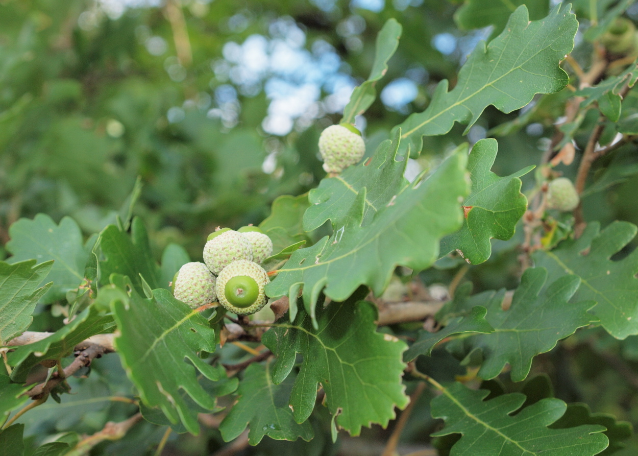 Quercus pubescens (rights holder: HermannFalkner/sokol)