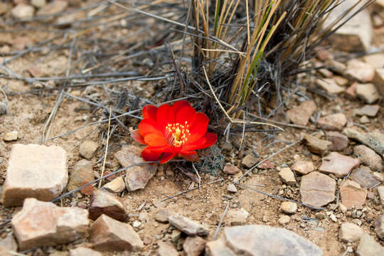 Imagem de <i>Aylostera pygmaea</i>