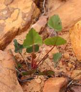 Image of Pelargonium setulosum Turcz.