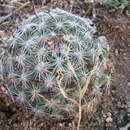 Image of Wilcox's nipple cactus