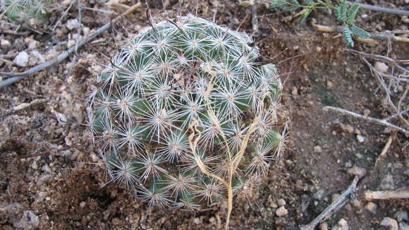 Image of Wilcox's nipple cactus