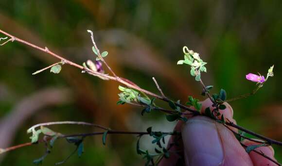 Imagem de Indigofera sarmentosa L. fil.