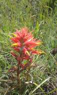 Image of longleaf Indian paintbrush