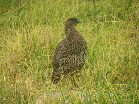 Image of Erckel's Francolin