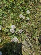 Image of Veronica albicans Petrie