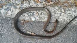 Image of Chinese Ratsnake