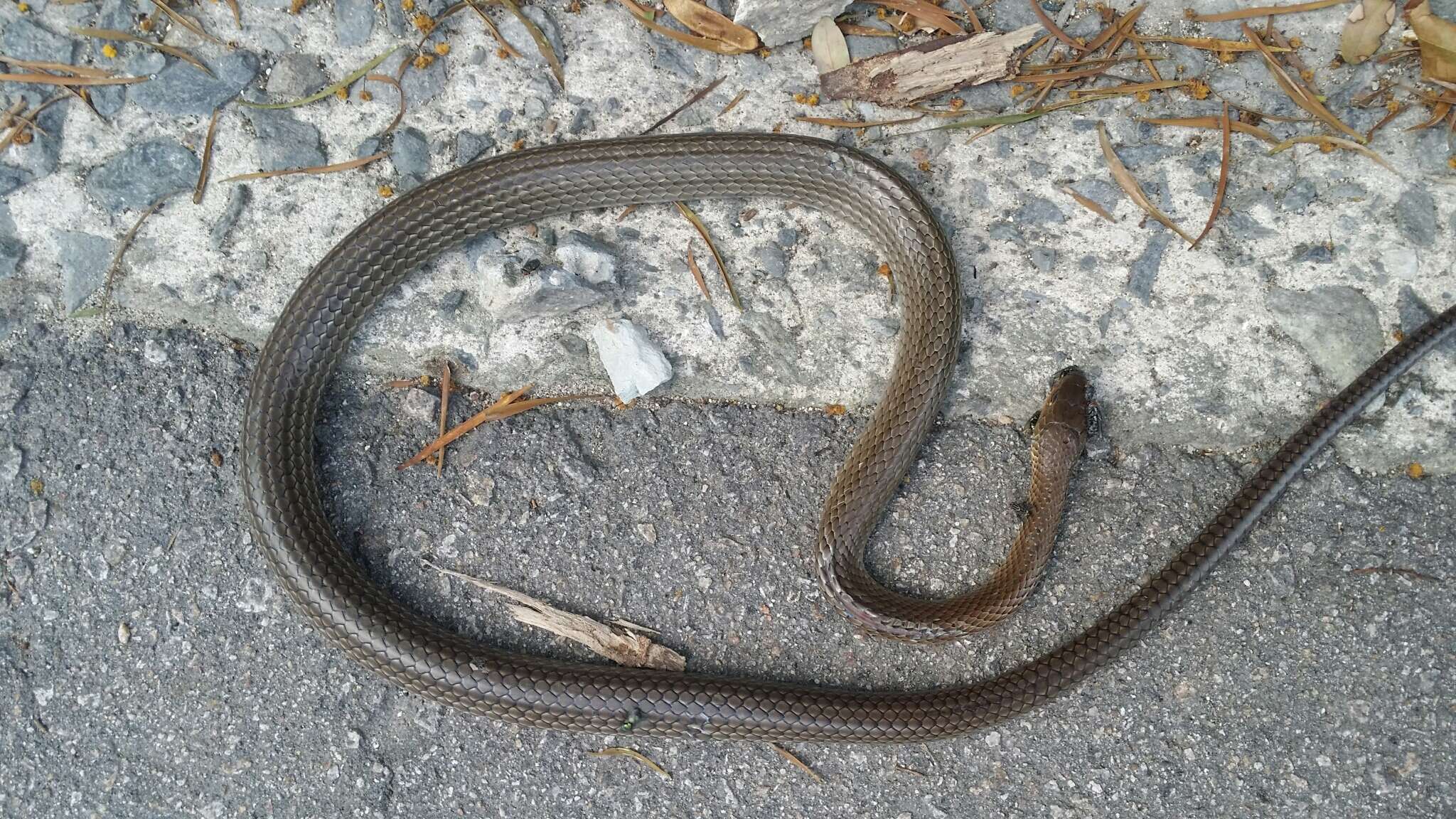 Image of Chinese Ratsnake