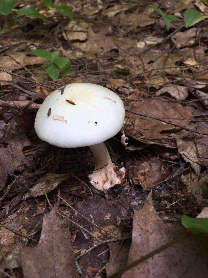 Image of Amanita aestivalis Singer 1959